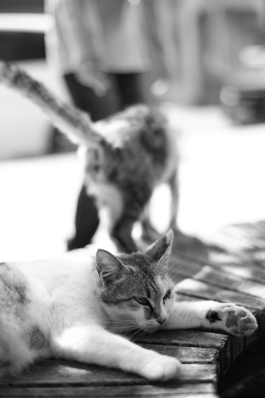 唐津城猫