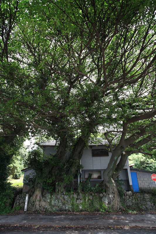 桜島アコウ群01
