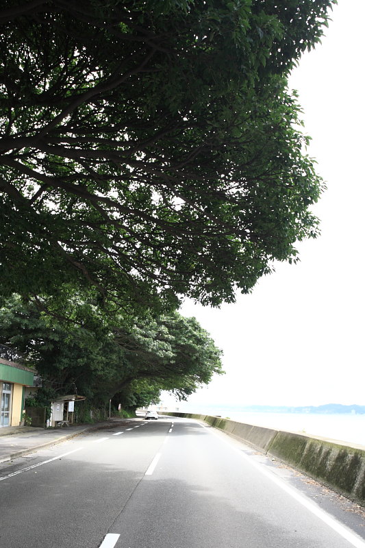 桜島アコウ群03