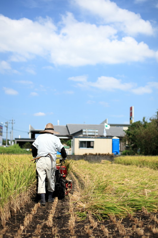稲刈り2012
