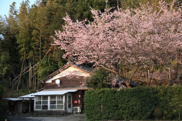 上谷町の桜