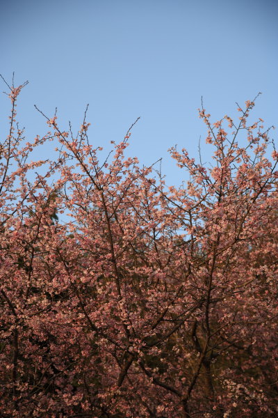 上谷町の桜