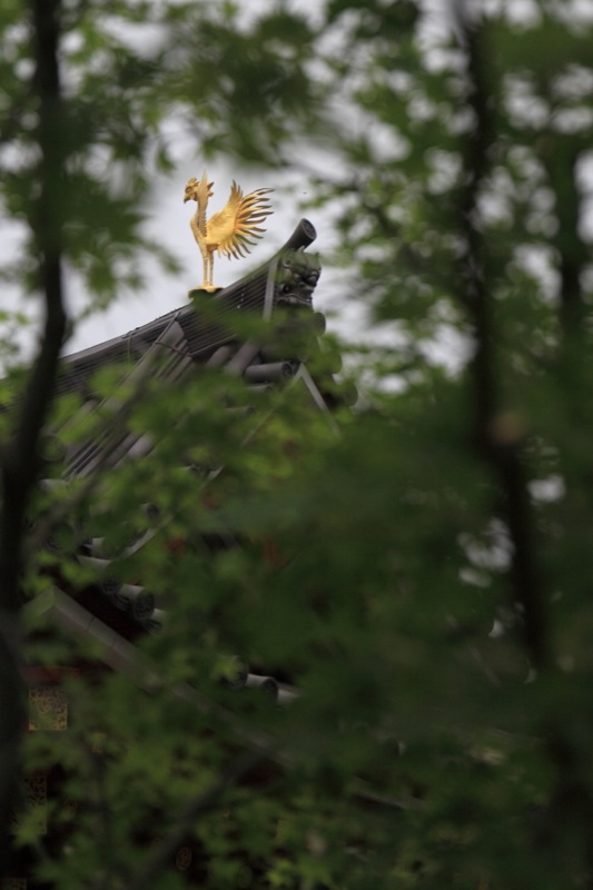 鳳凰