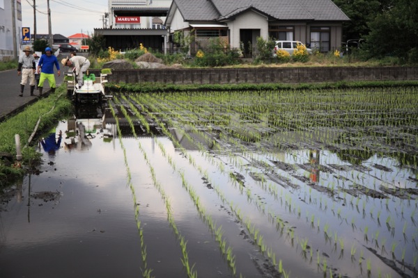 田植え2015