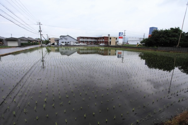 田植え2014