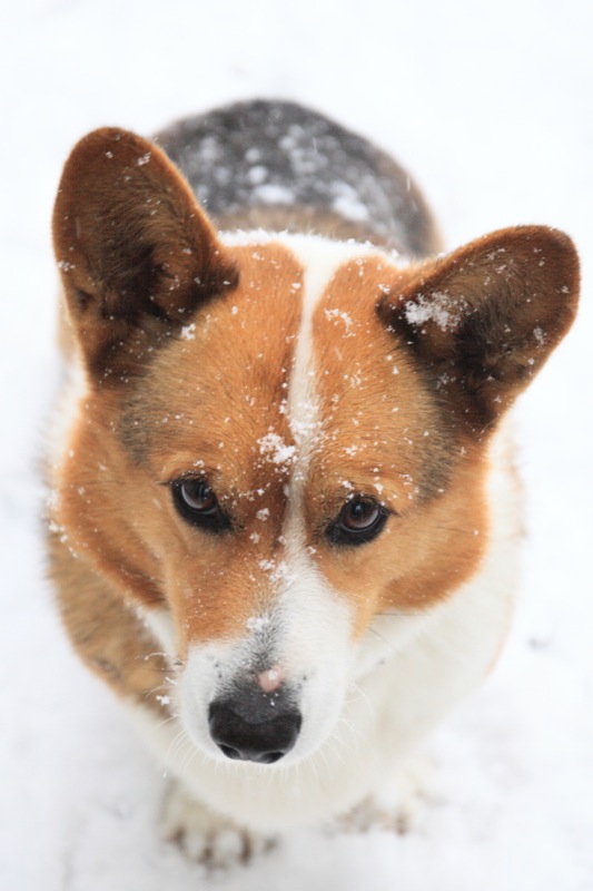 雪のジオ