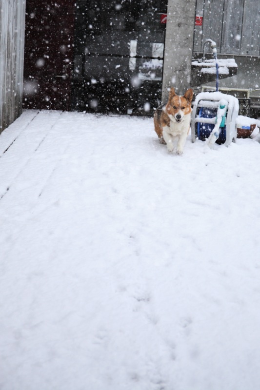 雪のジオ