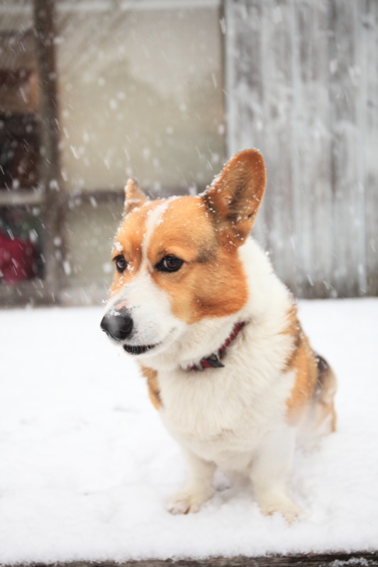 雪のジオ