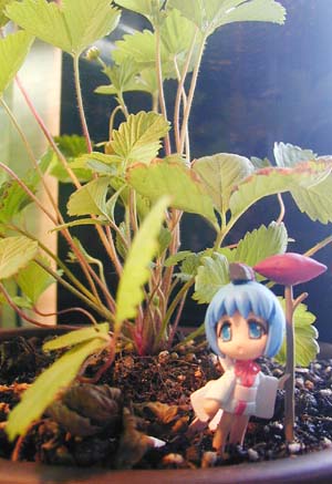 びんちょうたん