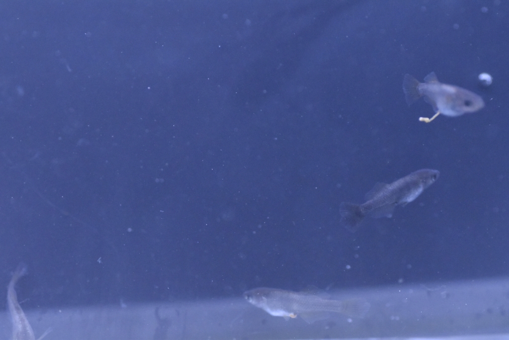 メンデルの法則なんて信じない(笑 めだか屋悠遊