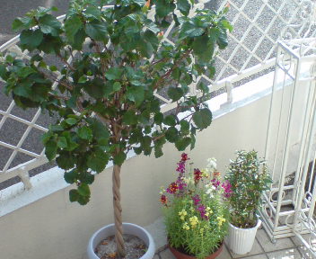 20090216121405.jpg