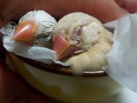 おちびちゃん達〜文鳥の盛り合わせ