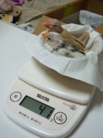 おちびちゃん達〜41gの頃