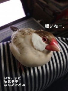 眠いきびさん