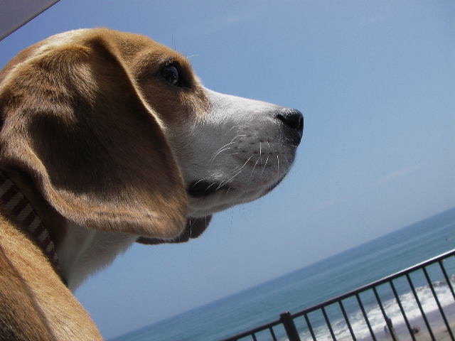 ルー海