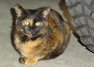 ねこ
