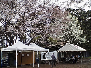 さくら2