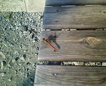 201108100650000.jpg