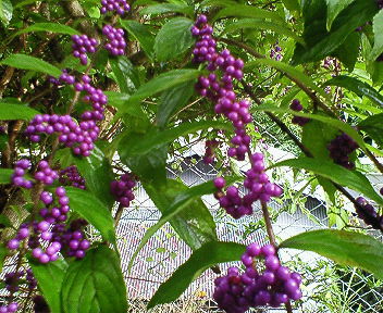 201109221452000.jpg