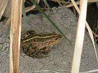 トノサマガエル
