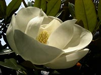 タイサンボクの花