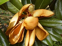 しおれたタイサンボクの花
