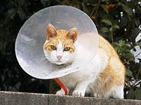 エリザベスカラーをつけた猫