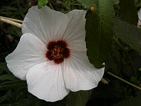 ヤノネボンテンカの花