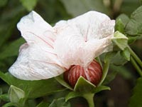 ヤノネボンテンカの咲き終えた花
