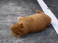 寝転ぶネコ