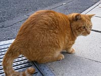ネコ