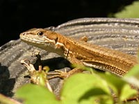カナヘビ
