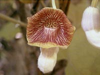 タンザワウマノスズクサの花