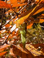 紅葉する葉につかまるウマオイ