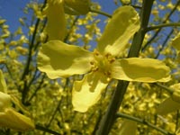 アブラナ科の花