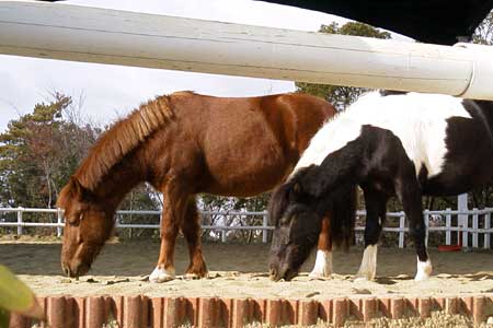 裏庭にいた馬