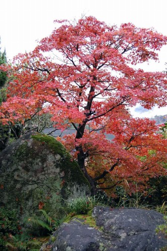 紅葉