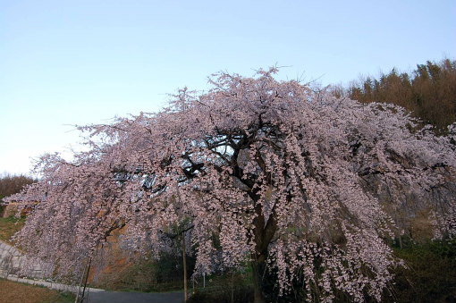 綾川町枝垂れ桜