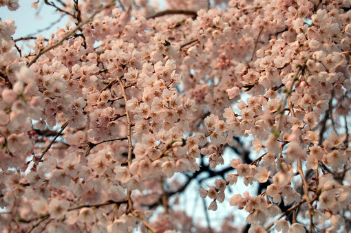 綾川町枝垂れ桜