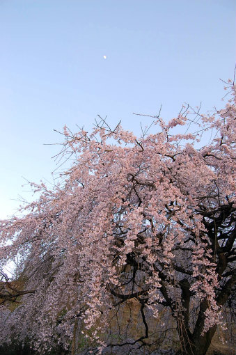 綾川町枝垂れ桜