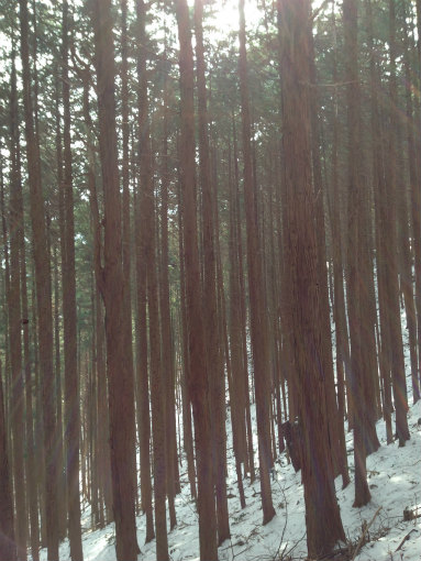 冬の大川山