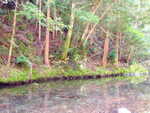 徳島 コットンフィールドキャンプ場