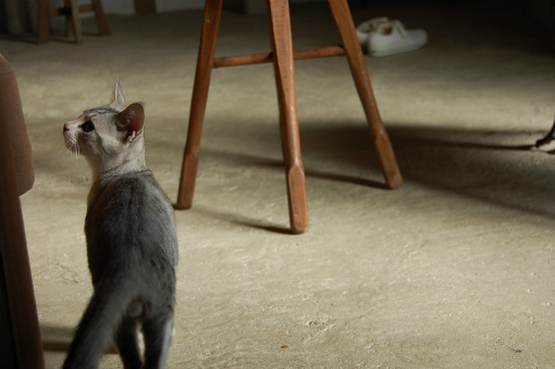子猫