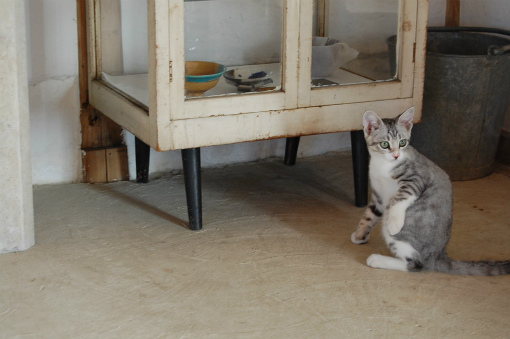 子猫