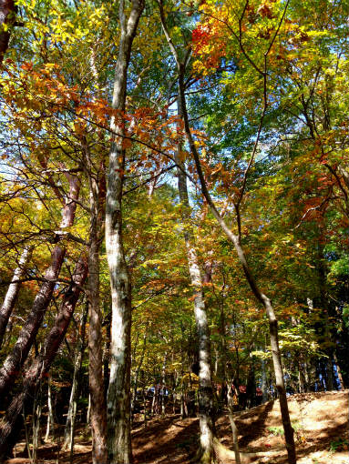 大川山キャンプ場