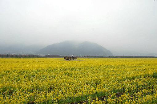 笠岡菜の花畑