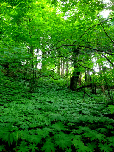 大川山キャンプ場