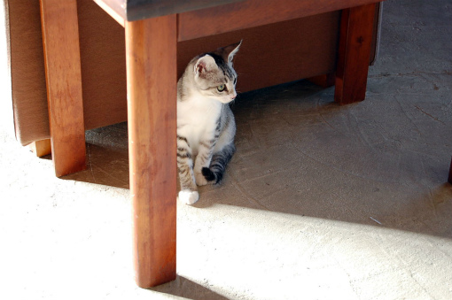猫