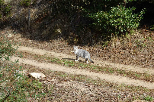 猫 再び
