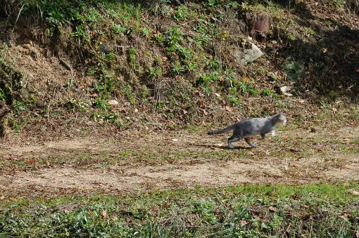 逃げる猫